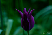 7th Jun 2023 - Purple tulip