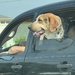 Dog in car by louannwarren
