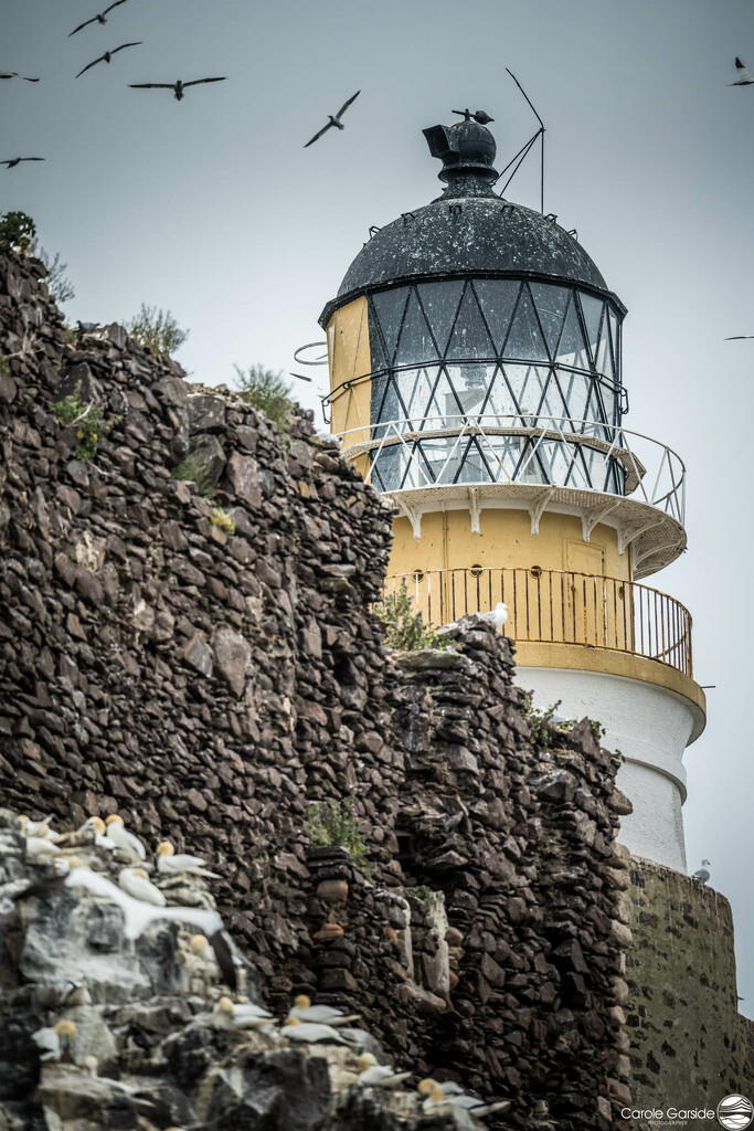 Bass Rock Lighthouse by yorkshirekiwi
