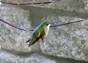 16th May 2023 - Rube-throated Hummer