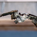 Osprey by photographycrazy