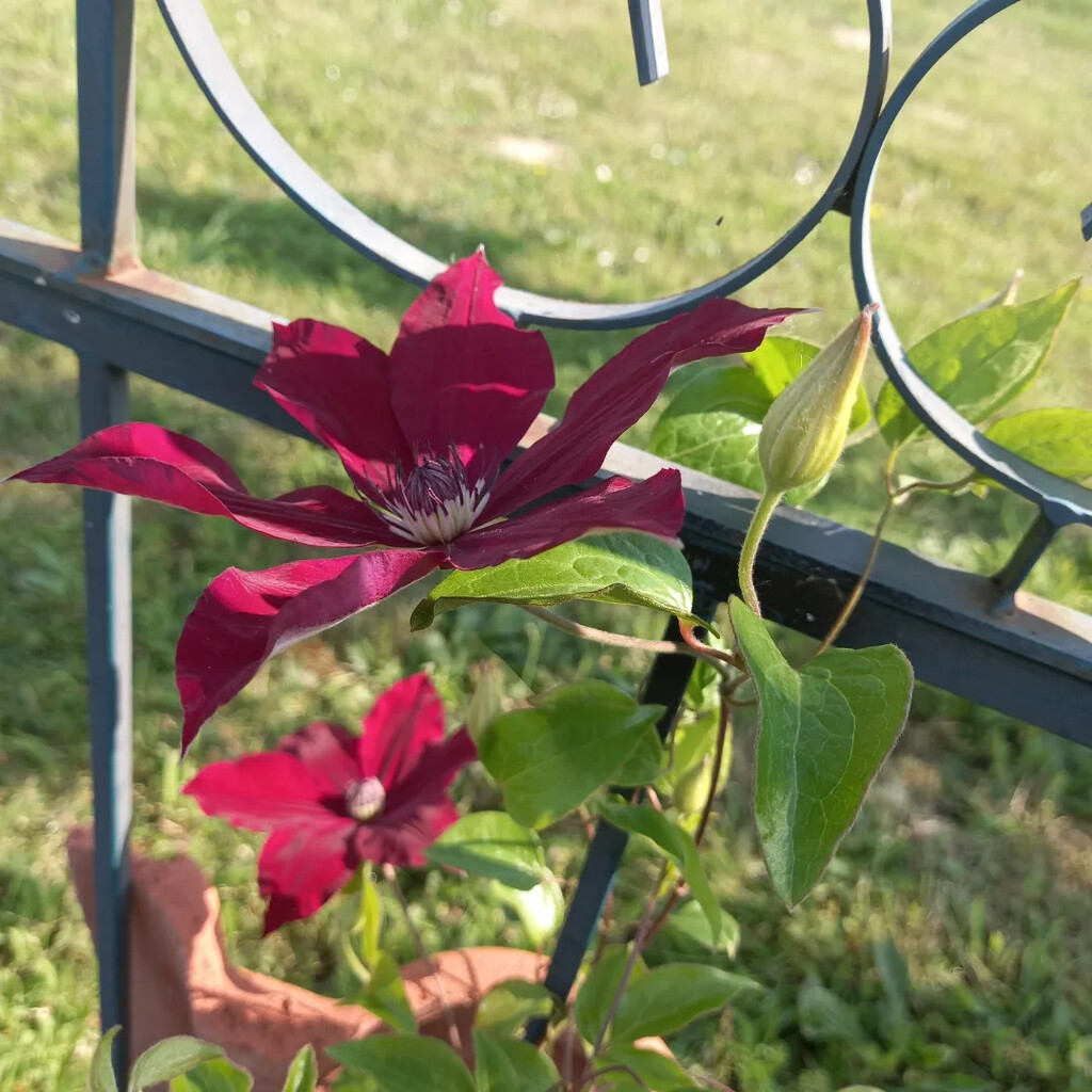 First flowers on our Clematis  by ladypolly