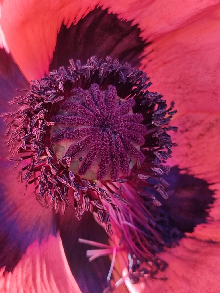 Poppy Red  by countrylassie