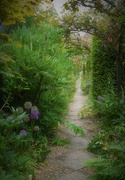 7th Jun 2023 - An enticing pathway...