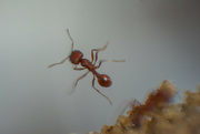 1st Jun 2023 - Reverse Lense Ant