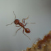 Reverse Lense Ant
