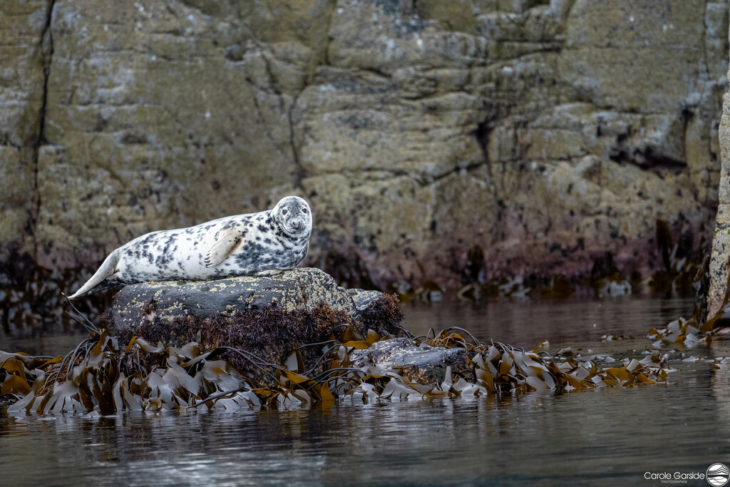 Grey Seal by yorkshirekiwi