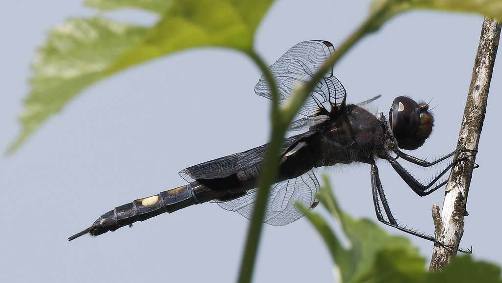 dot-tailed whiteface dragonfly  by rminer