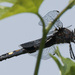dot-tailed whiteface dragonfly  by rminer