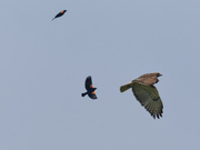 7th Jun 2023 - re-winged blackbirds chasing a red-tailed hawk