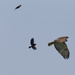 re-winged blackbirds chasing a red-tailed hawk by rminer
