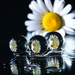 More daisies... by jayberg