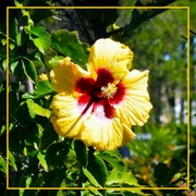 8th Jun 2023 - A Beautiful Yellow Hibiscus ~ 
