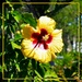 A Beautiful Yellow Hibiscus ~ 