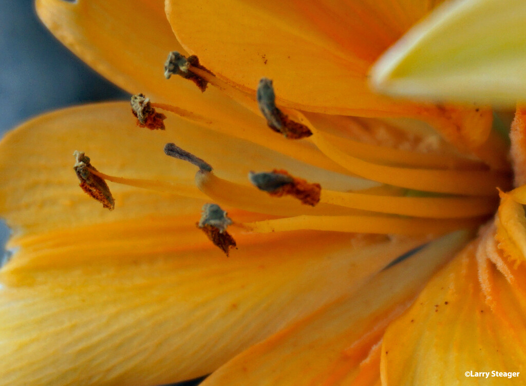 Daylily  by larrysphotos