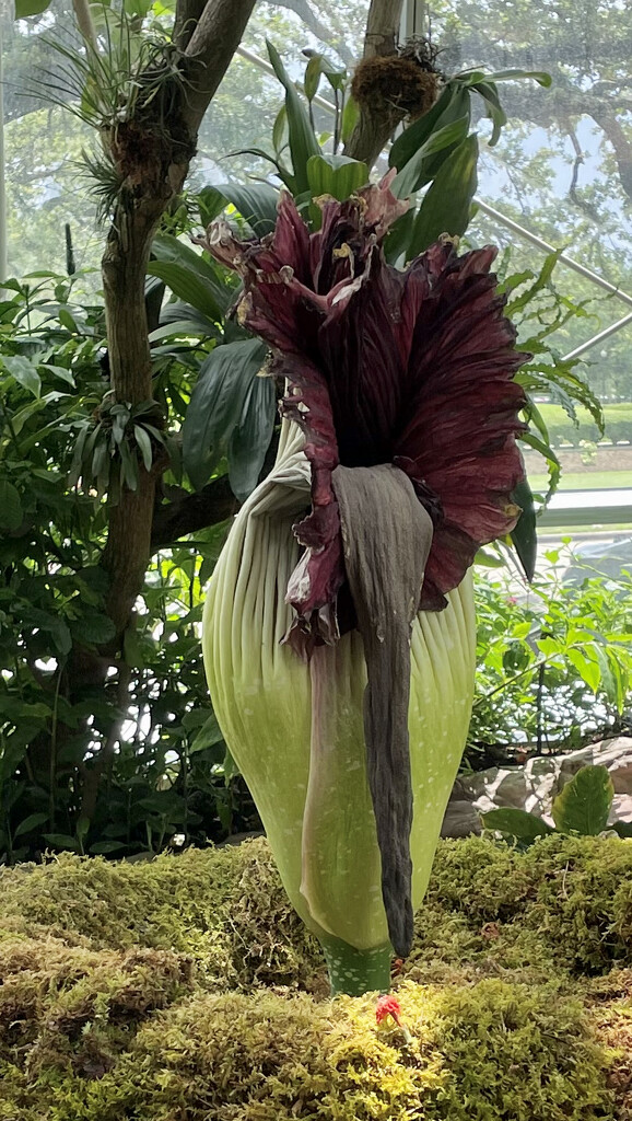 Corpse flower by eudora