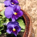 Pansy flower in my garden by mltrotter