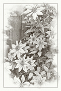 7th Jun 2023 - Nelly Moser Clematis