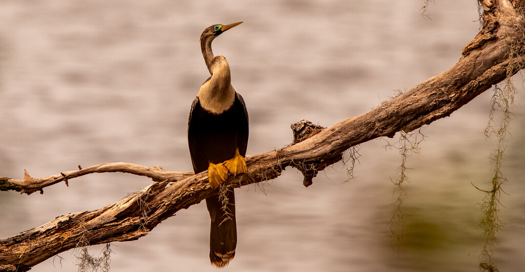 Anhinga Just Chillin! by rickster549