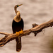 Anhinga Just Chillin! by rickster549