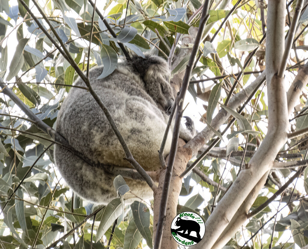 just hanging around by koalagardens