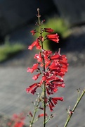7th Jun 2023 - Jun 7 Red Hummingbird flowers