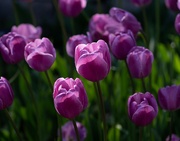 8th May 2023 - Purple tulips