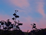 5th Jun 2023 - Evening Silhouettes