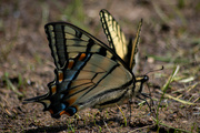 10th May 2023 - Eastern Swallowtail 