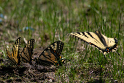 11th May 2023 - Eastern Swallowtail 