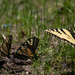 Eastern Swallowtail  by dawnbjohnson2