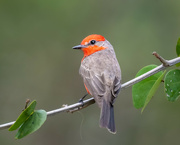 6th Jun 2023 - Vermillion Flycatcher