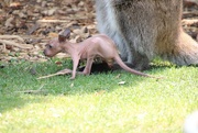 6th Jun 2023 - 6 Month Old Wallaby 