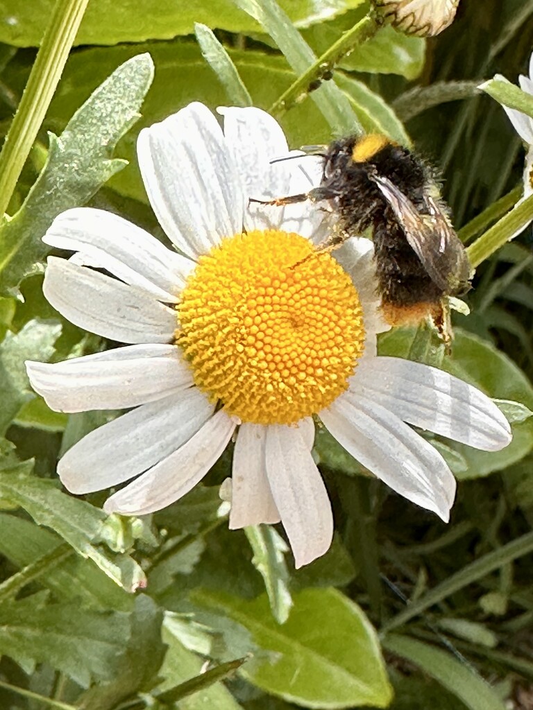 Daisy and bumble bee by pamknowler