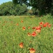 Poppy explosion  by 365projectorgjoworboys