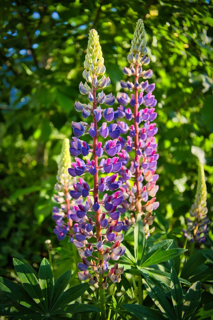 Wild lupine by okvalle