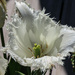 White tulip by mumswaby