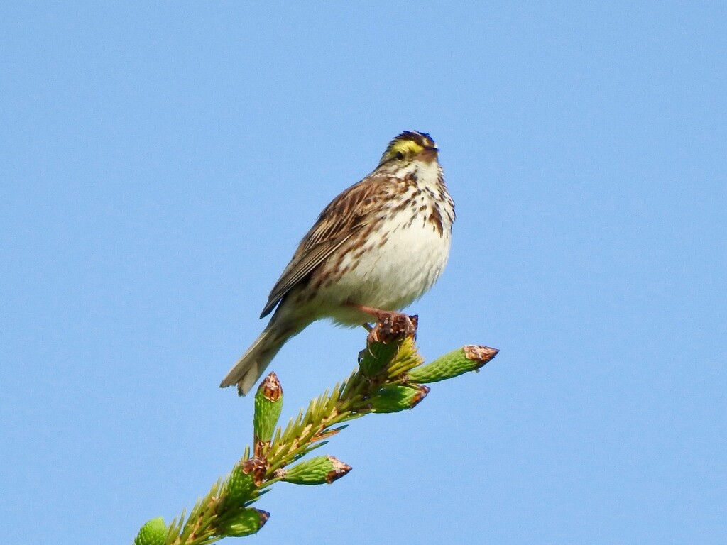 Savannah Sparrow by sunnygreenwood