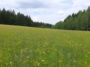 8th Jun 2023 - The most beautiful meadow 😁