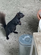 8th Jun 2023 - Wild June- Curious Squirrel 