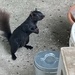 Wild June- Curious Squirrel  by spanishliz