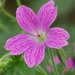 Cranesbill by fishers