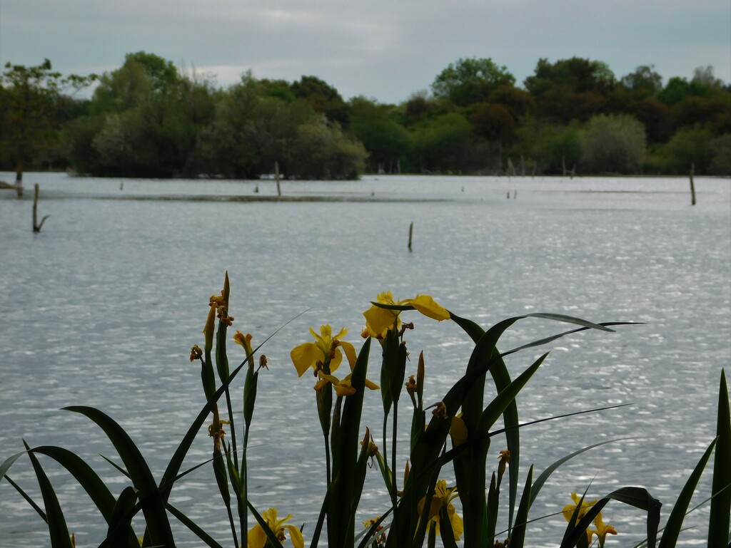 Water Irises and lake by thedarkroom