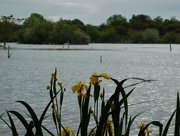 8th Jun 2023 - Water Irises and lake