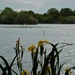 Water Irises and lake by thedarkroom