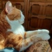 Comfy cat by samcat
