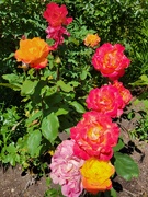 7th Jun 2023 - Roses