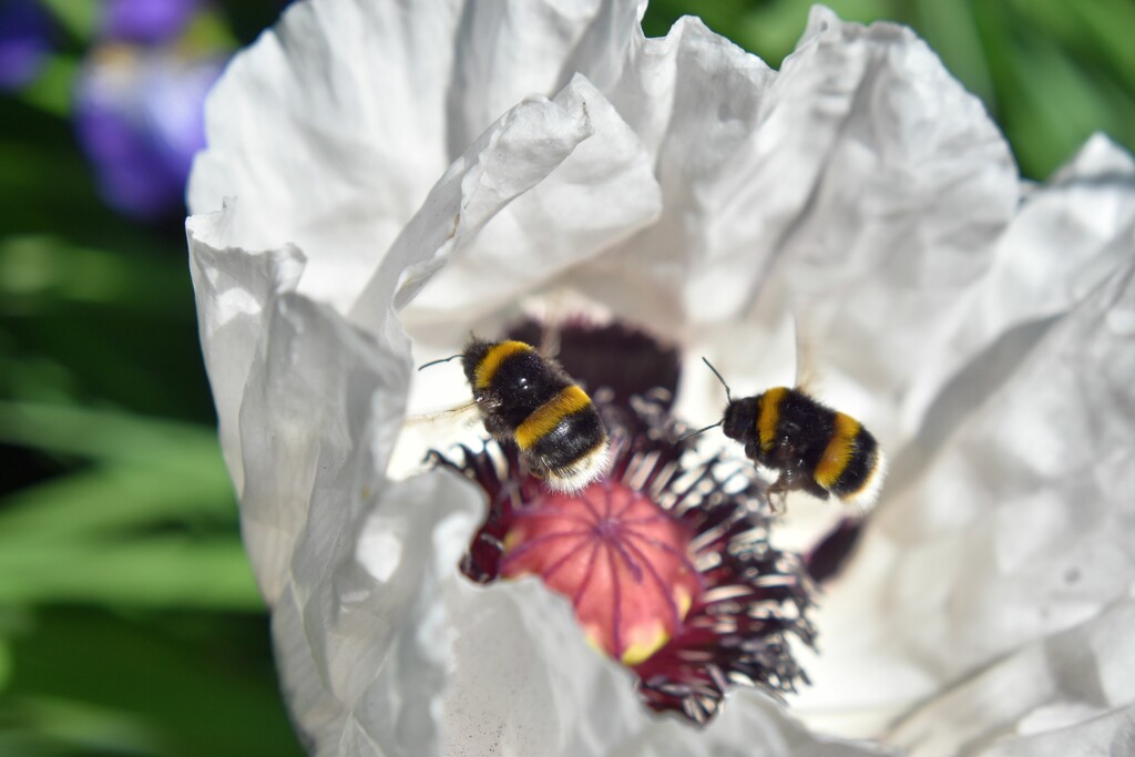 The bees have been going made for the poppies by anitaw