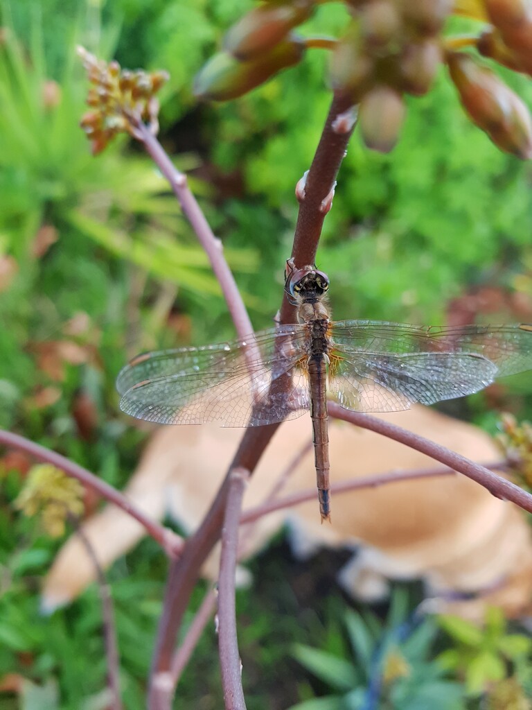 Dragonfly by eleanor
