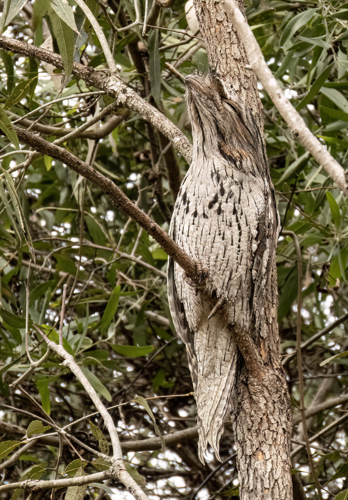 keep your eyes peeled by koalagardens